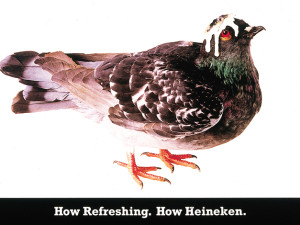 Heineken Pigeon